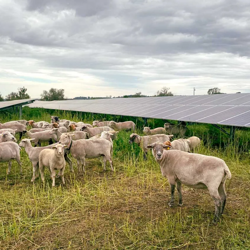 Schafe halten die Rasenflächen zwischen den Solarpanels des Solarpark Phoenix sauber